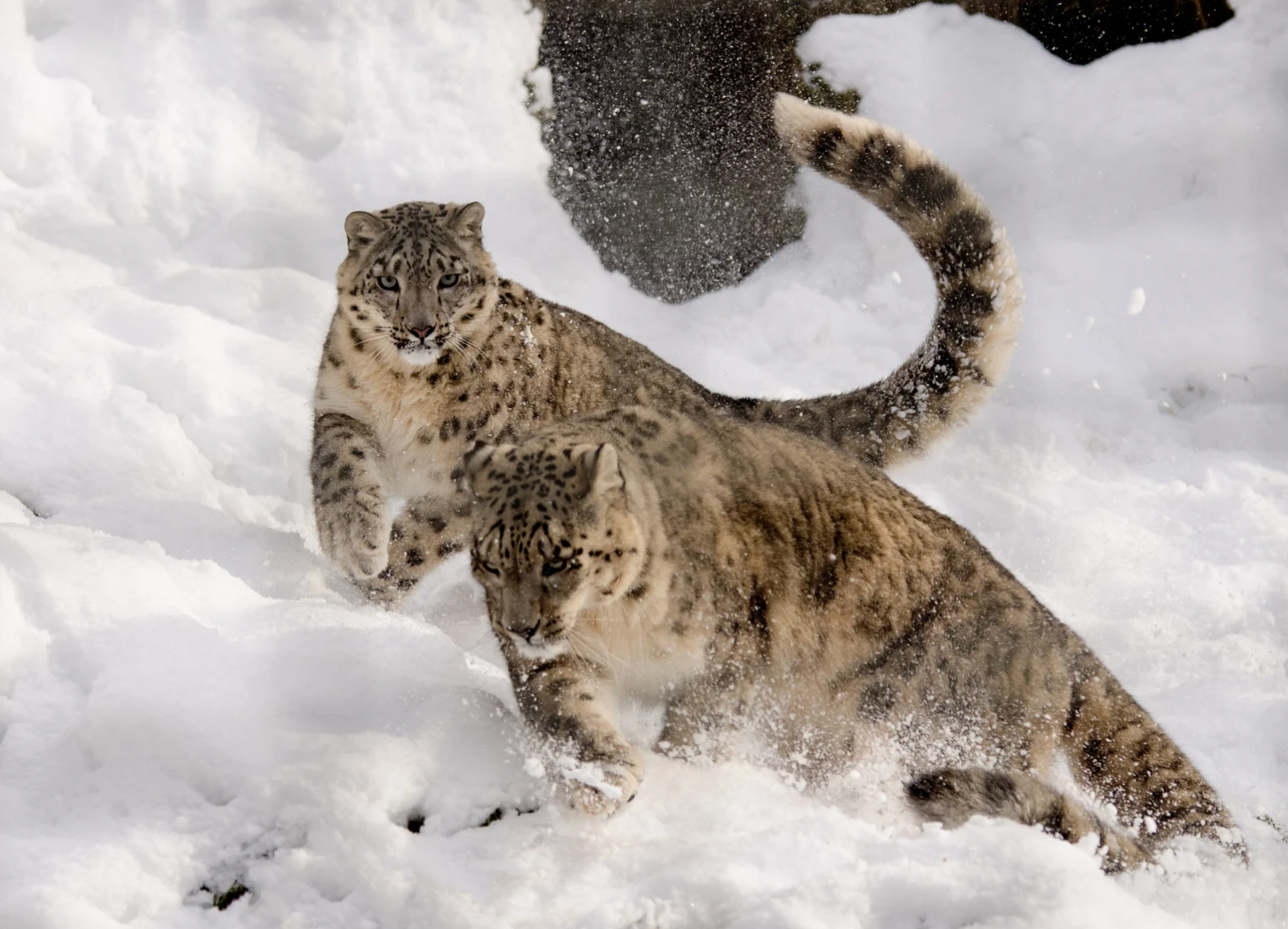 Snow Leopard